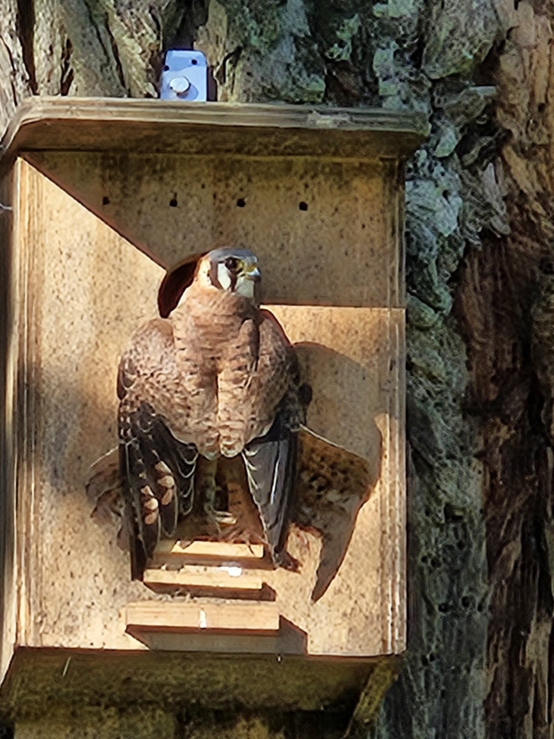 Spiritual Lessons from Nature: Finding Guidance Through an Owl House Adventure