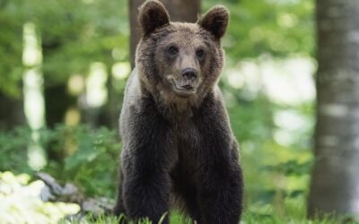 Bear Spirit Animal Guide: Wisdom, Strength & Healing for Your Spiritual Journey