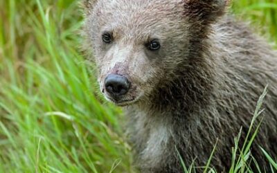 🐻 A Dream of the Wild Newborn