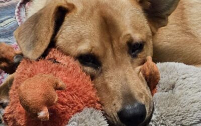 The Fireworks Are Over… But Is Your Pet Really Over Them?