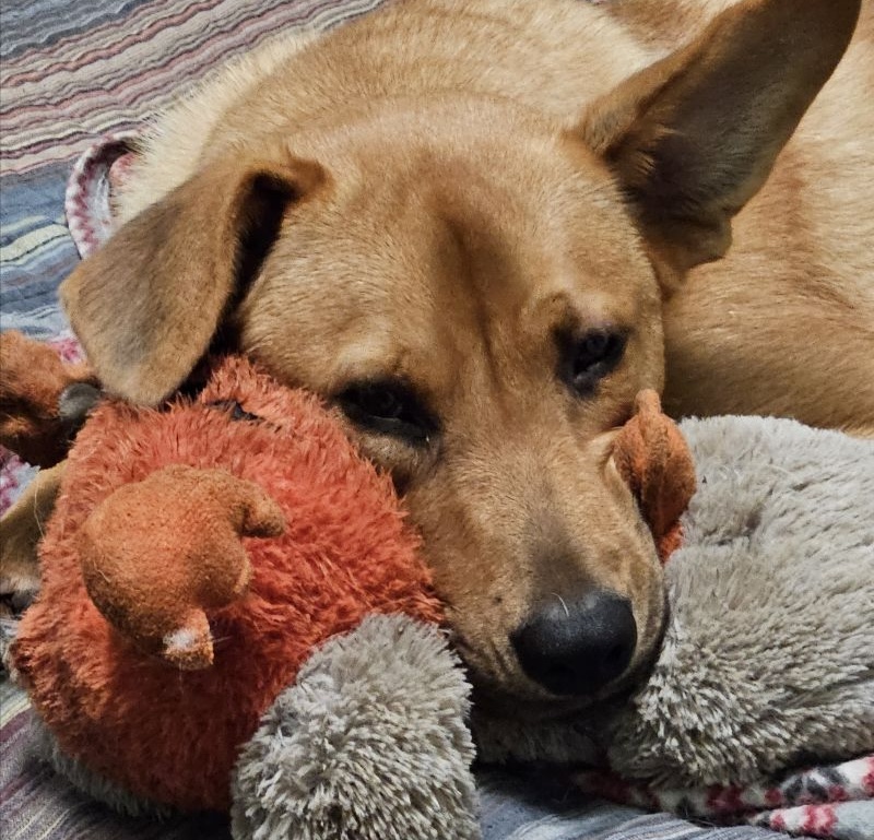 THE FIREWORKS ARE OVER… BUT IS YOUR PET REALLY OVER THEM?