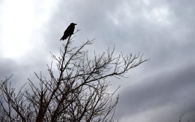 🐦⬛ From Chaos to Listening: What the Crows Taught Me About Listening