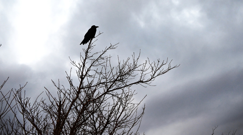 What the Crows Taught Me About Listening What the Crows Taught Me About Listening